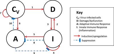 Divergent COVID-19 Disease Trajectories Predicted by a DAMP-Centered Immune Network Model